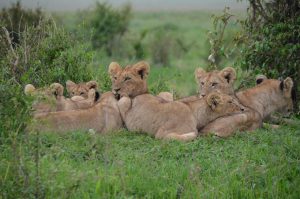 lions in kenya