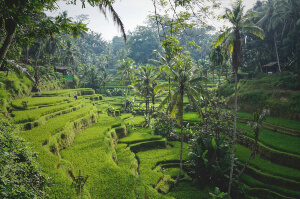 bali rice fields