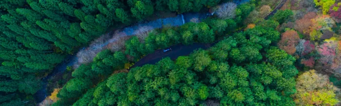 TopDog Insurance banner